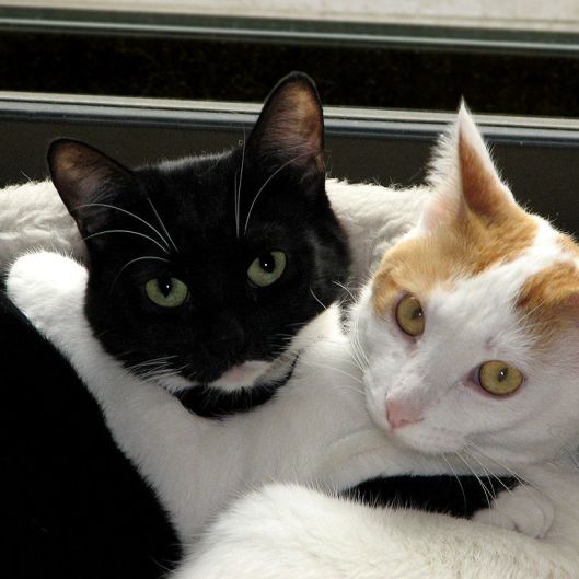 cuddle_cat