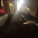 CuddleSagge