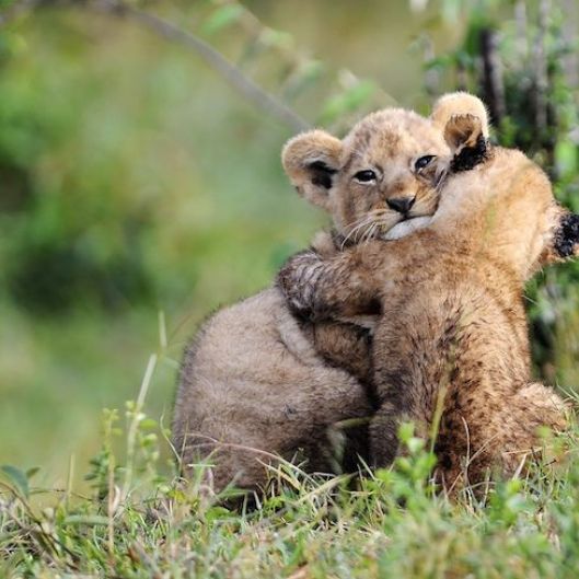 Huggiesfrever