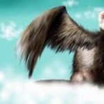 flyingferret