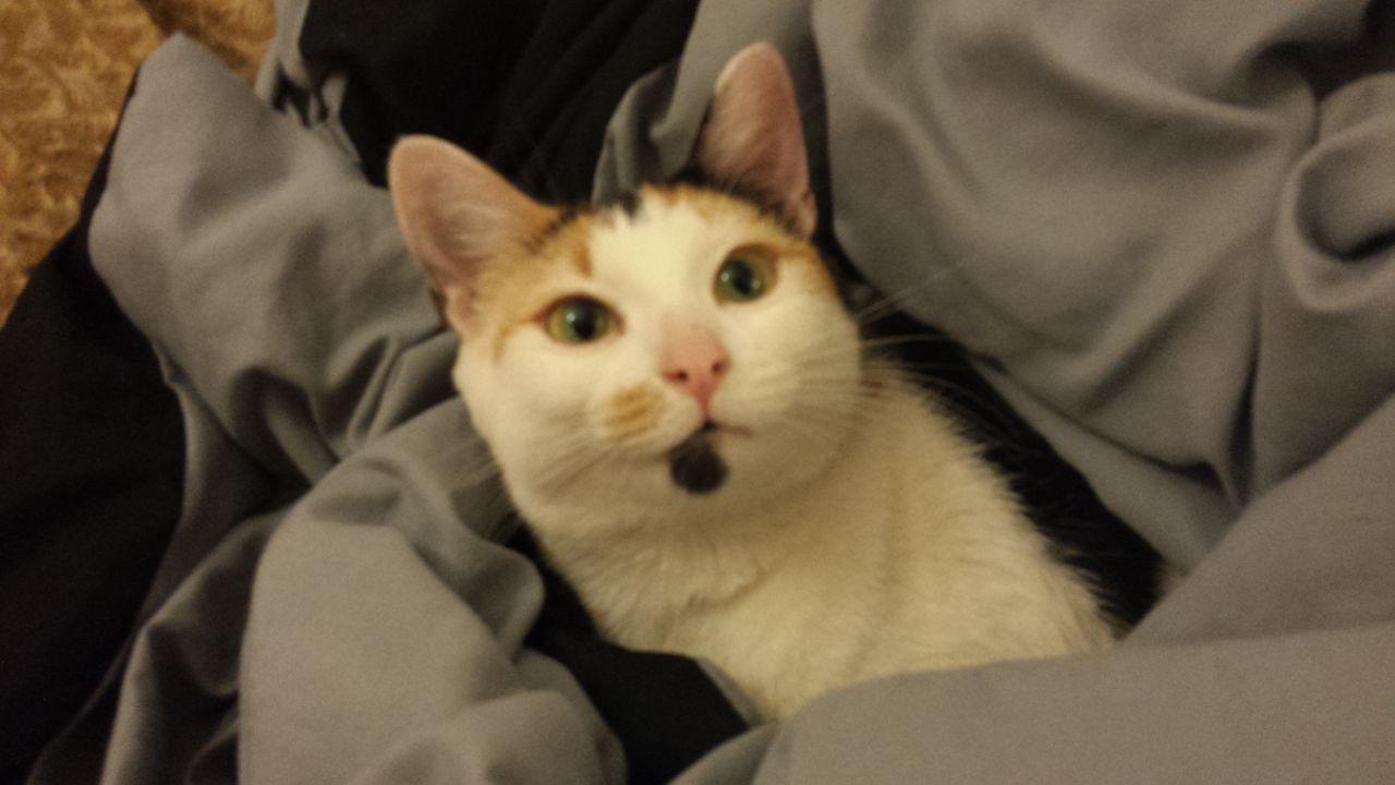 DianaCat's picture 2 of 3