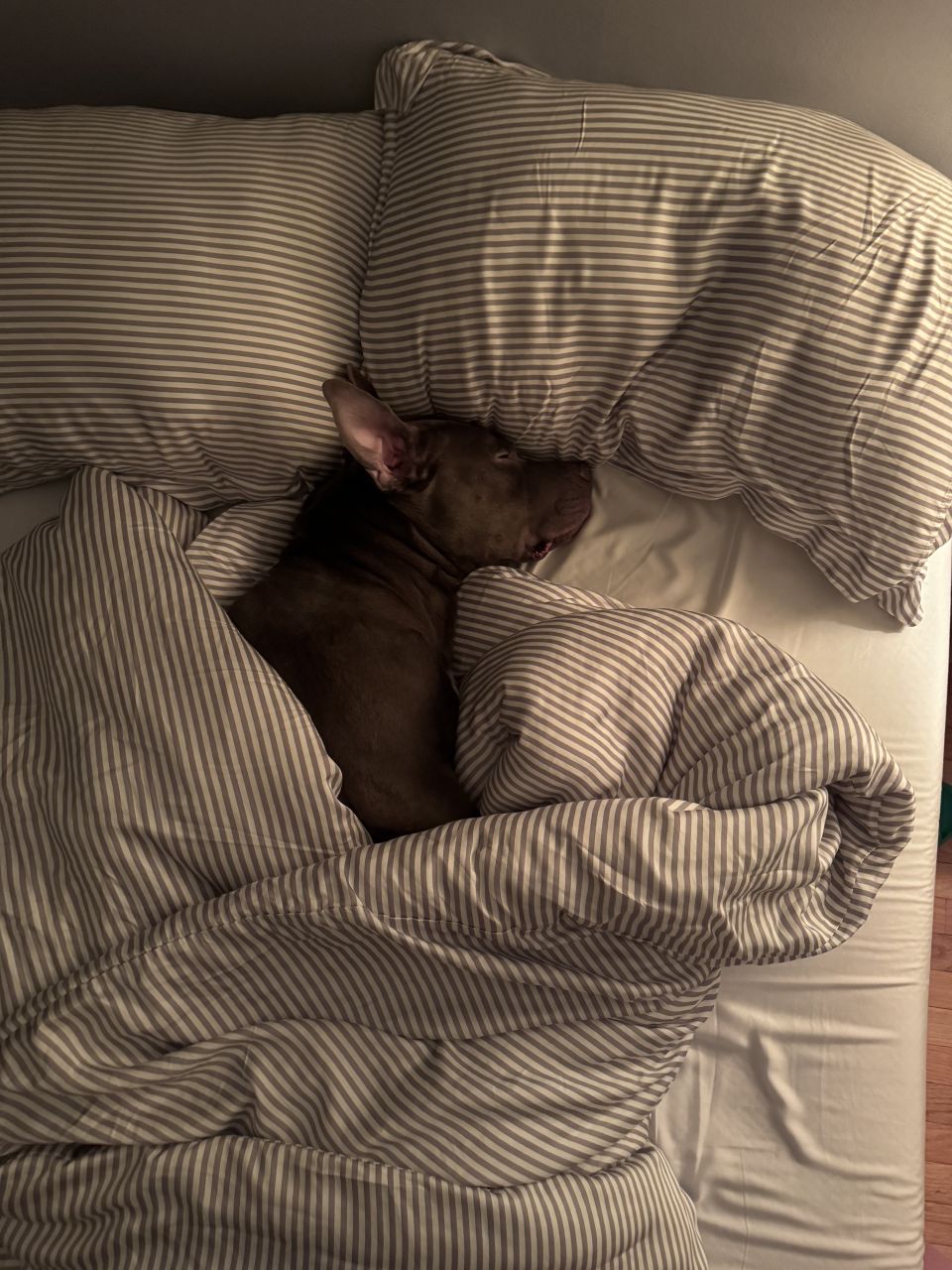 cuddlebudbklyn's picture 7 of 8