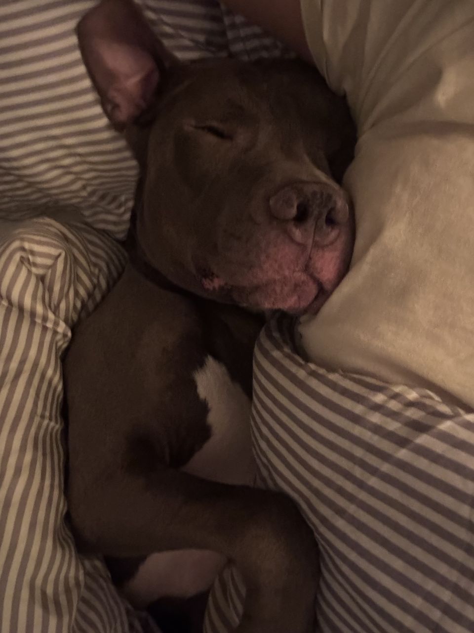 cuddlebudbklyn's picture 6 of 8
