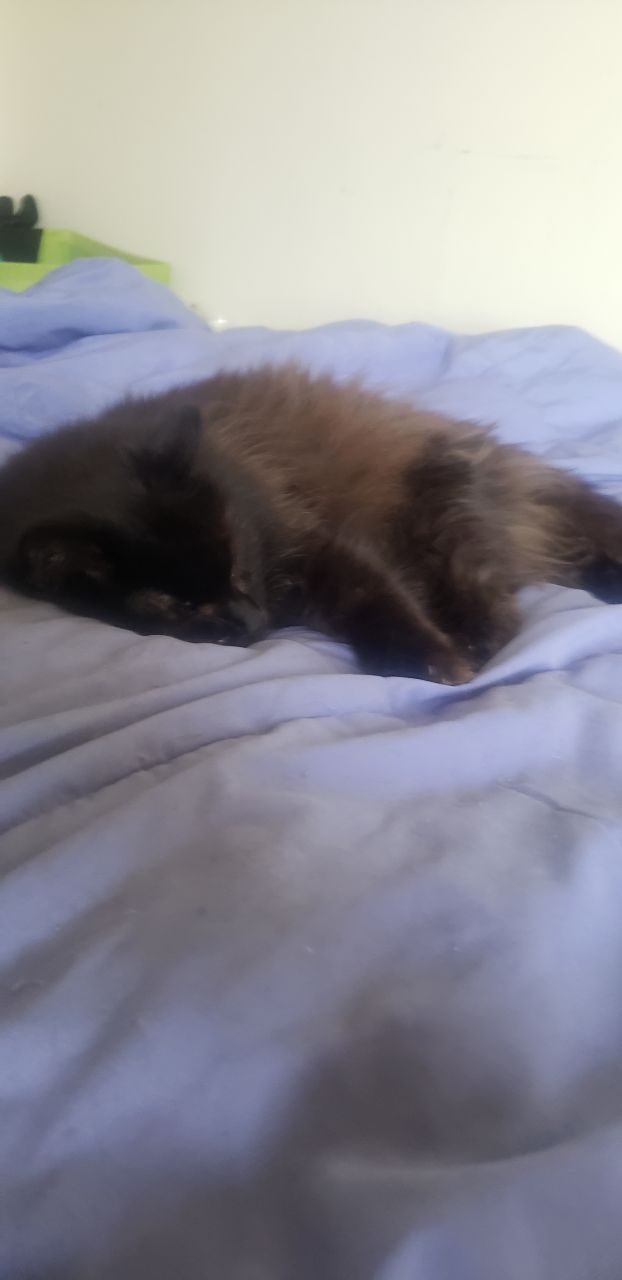 SoftNeko's picture 4 of 6