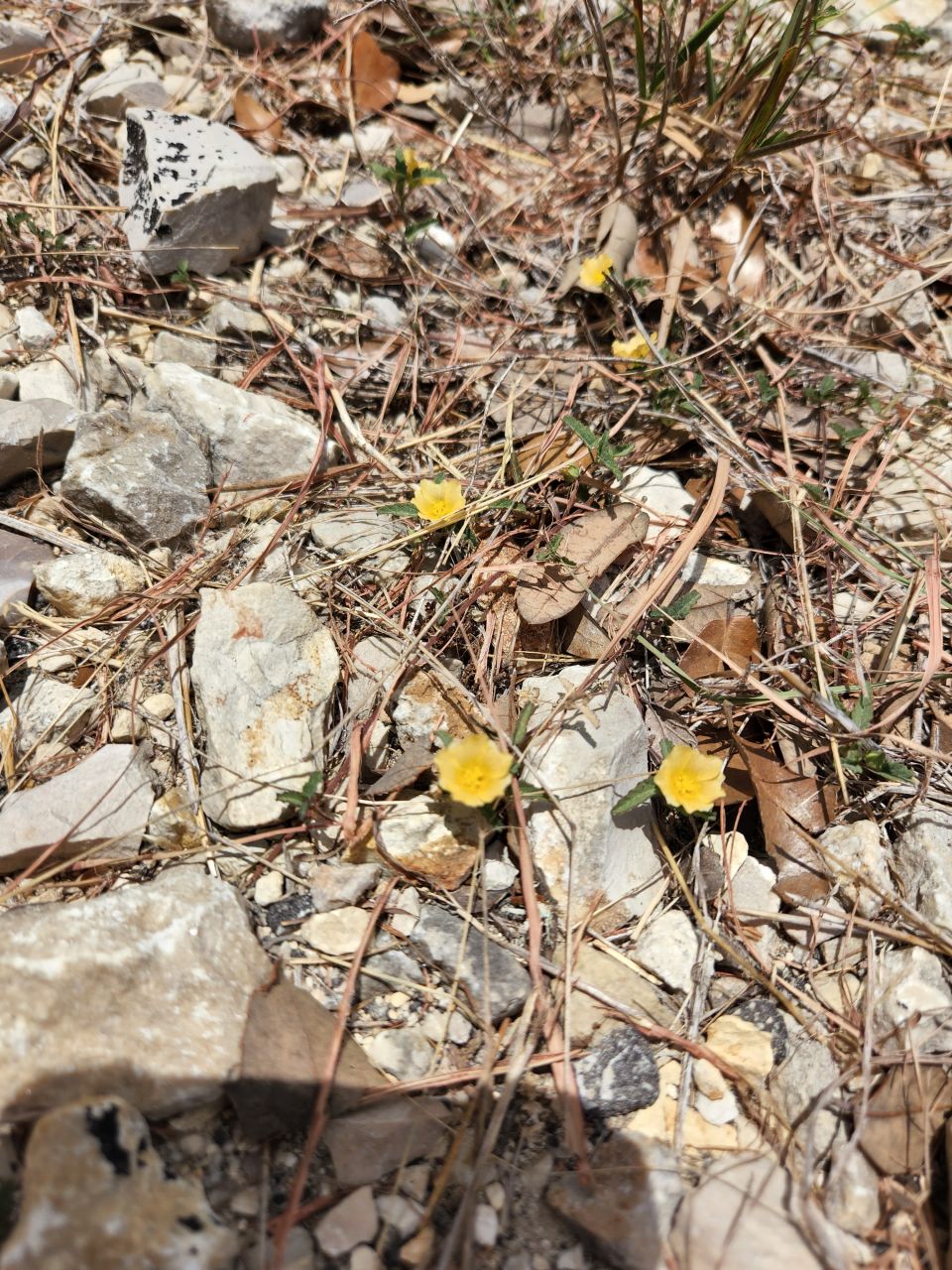 wildflowercuddl's picture 5 of 14