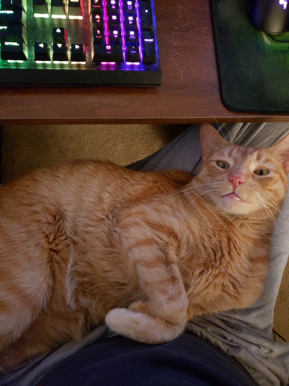 Asmrcuddly's picture 3 of 8