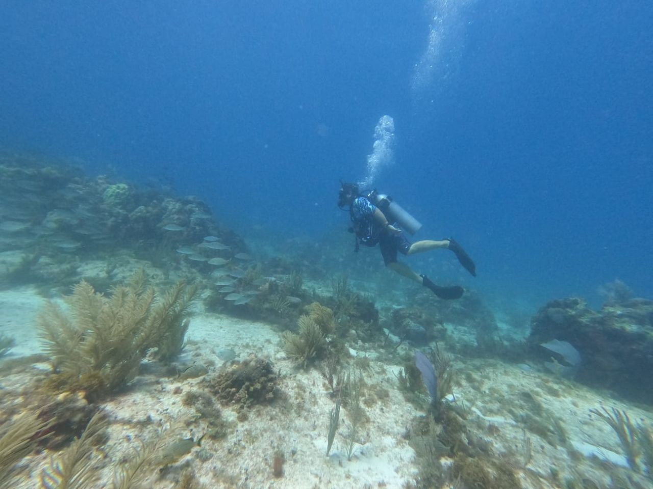 sharkravinmad's picture 5 of 5